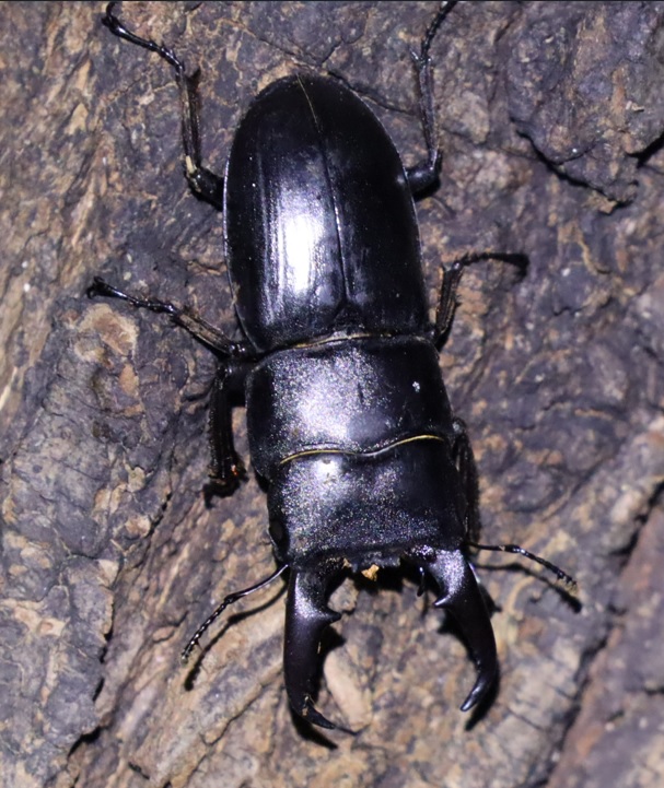 枝先のヤナギ⑧_ ヒラタクワガタ♂勝者46ｍｍ掻き出してみた_ヤナギ林_2023年7月4日19時40分気温25.5度